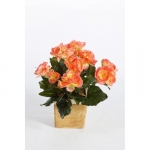 Begonia Bush 38cm perzik